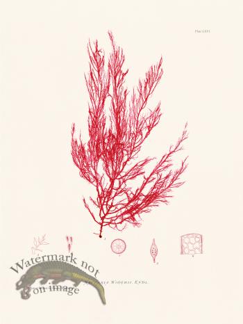 Bradbury Seaweed 066